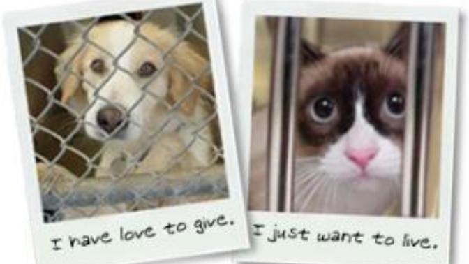 What is your opinion on animal abusers?