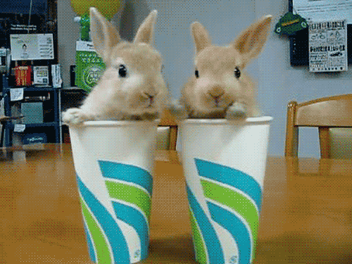 Girls could you date a guy who is deathly afraid of Rabbits?
