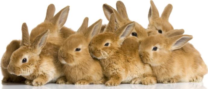 Girls could you date a guy who is deathly afraid of Rabbits?