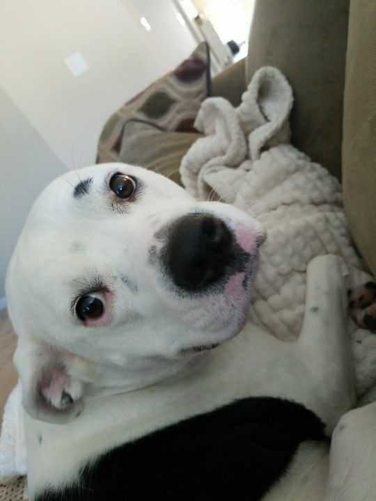 Why do some people get so offended that pet owners treat their dogs like their children?
