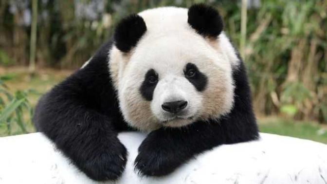 What is your favorite animal & why?
