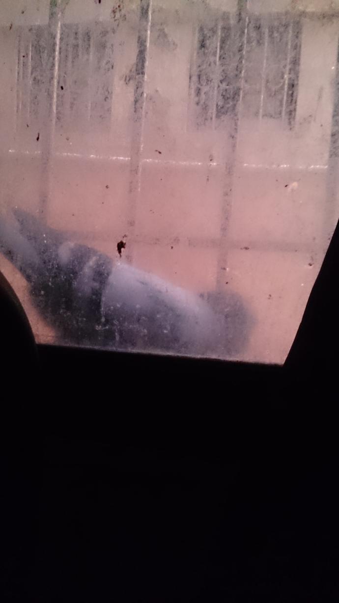 Are these pigeons taunting at my love life?