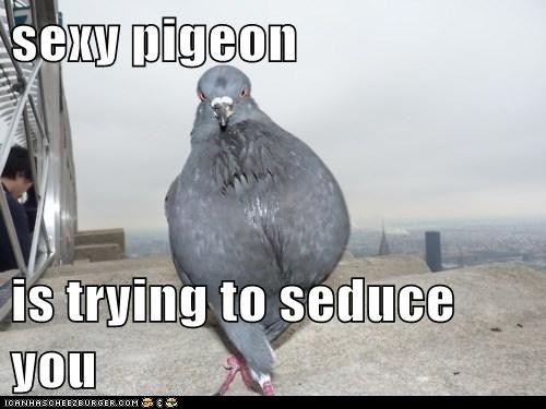 Are these pigeons taunting at my love life?