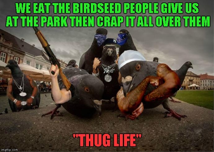 Are these pigeons taunting at my love life?
