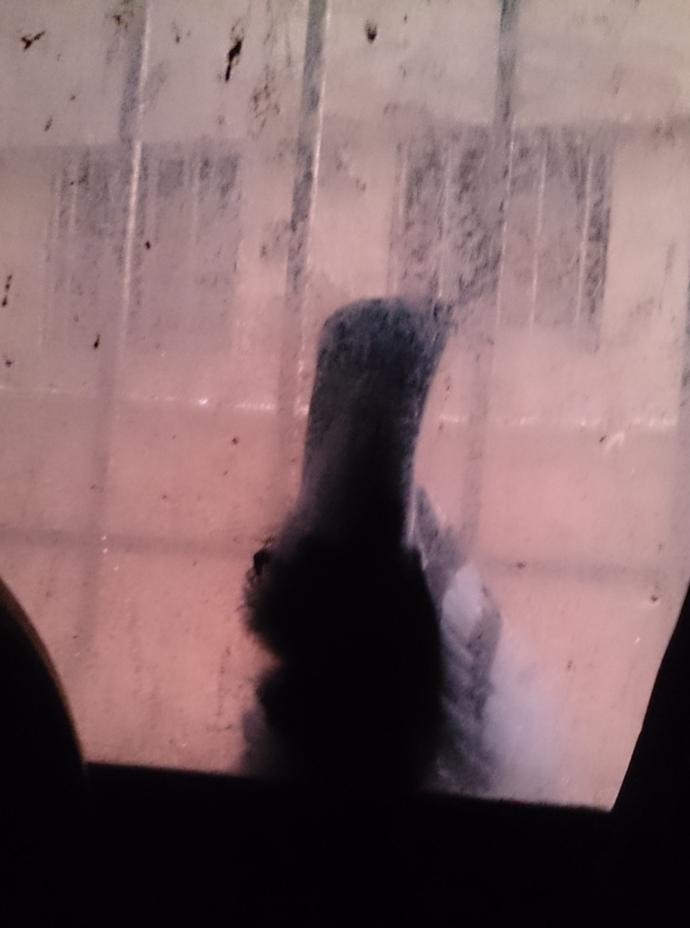 Are these pigeons taunting at my love life?