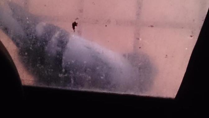 Are these pigeons taunting at my love life?