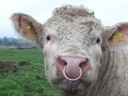 Do nose rings make women more attractive?