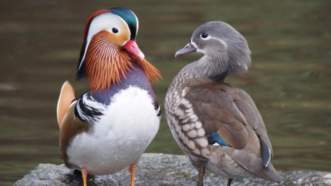 Why are males of most every species (including humans) are the better looking gender?