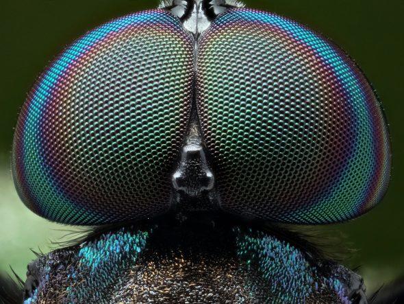 Are you 'the bee's knees'?