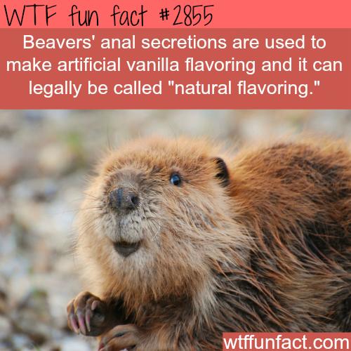 Did you know that beaver anal secretions are used to make artificial vanilla flavoring?