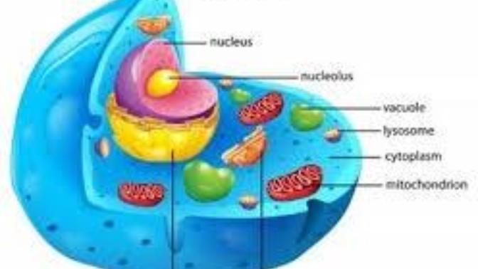 What kind of candy could I use to make an Animal cell?