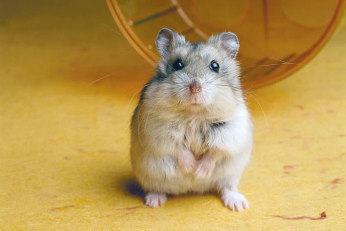 Hamsters vs parakeets vs goldfish? Which do you like more?
