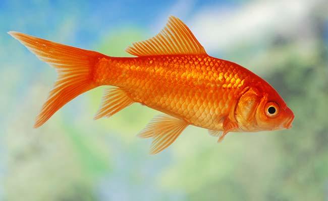 Hamsters vs parakeets vs goldfish? Which do you like more?