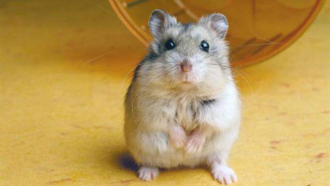 Hamsters vs parakeets vs goldfish? Which do you like more?