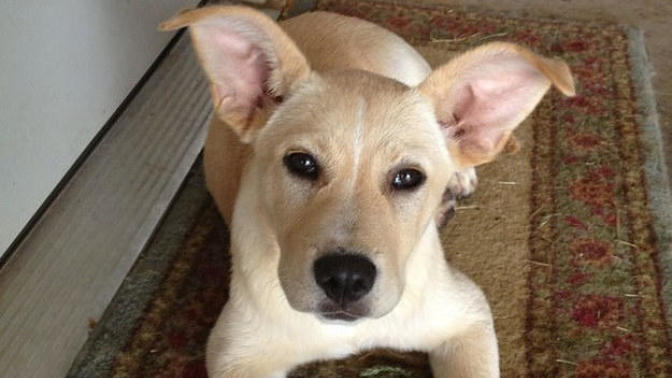 How can I convince my parents to let me get a dog?