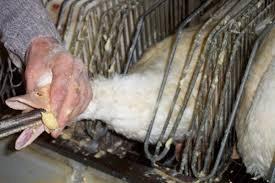 What is one food that you consider unethically produced, made or harvested?