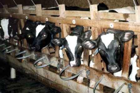 What is one food that you consider unethically produced, made or harvested?