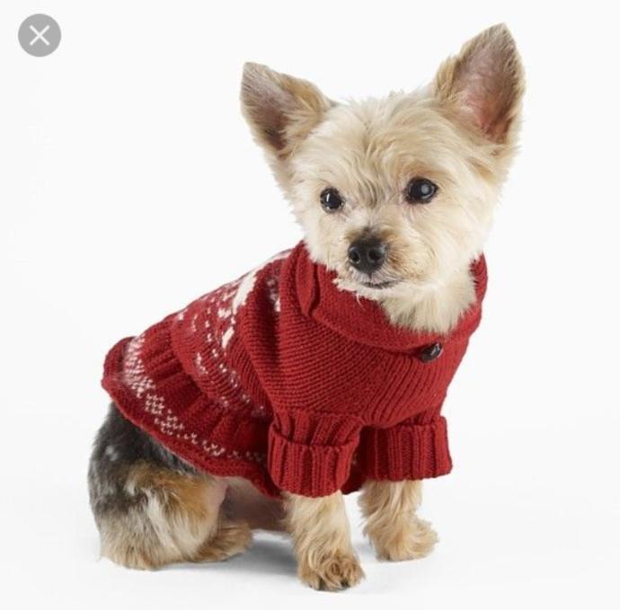 What do you think of those people who dress their pets up in little sweaters?