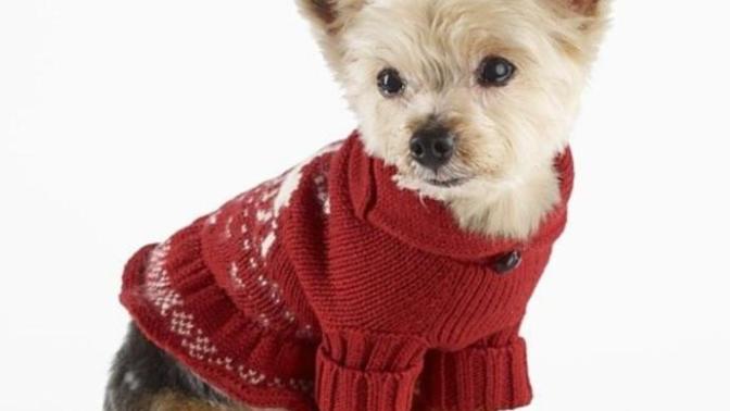 What do you think of those people who dress their pets up in little sweaters?