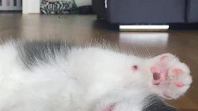 What should I name my new baby kitty?
