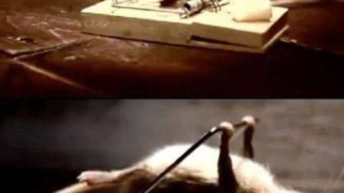 Is it true that what doesn't kill you makes you stronger?