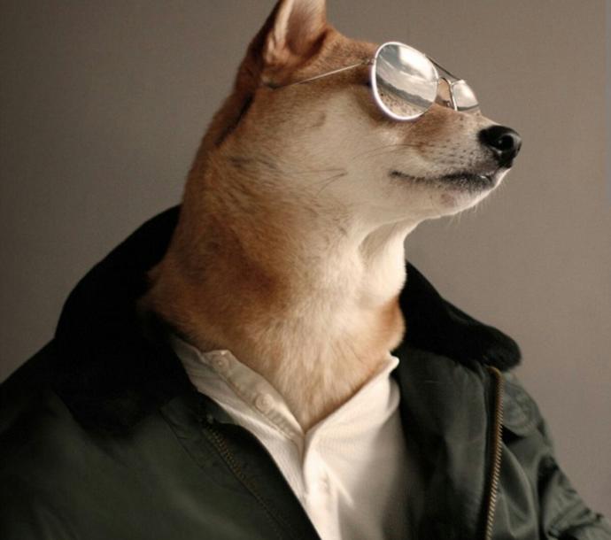 Is there a handsome dog?