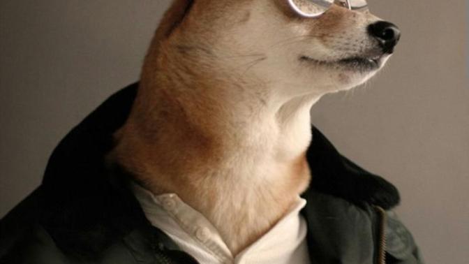Is there a handsome dog?