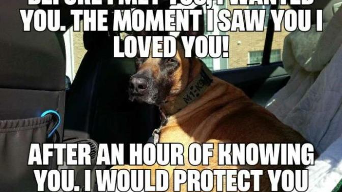 Bring our Military (Heros) Working Dogs Home?