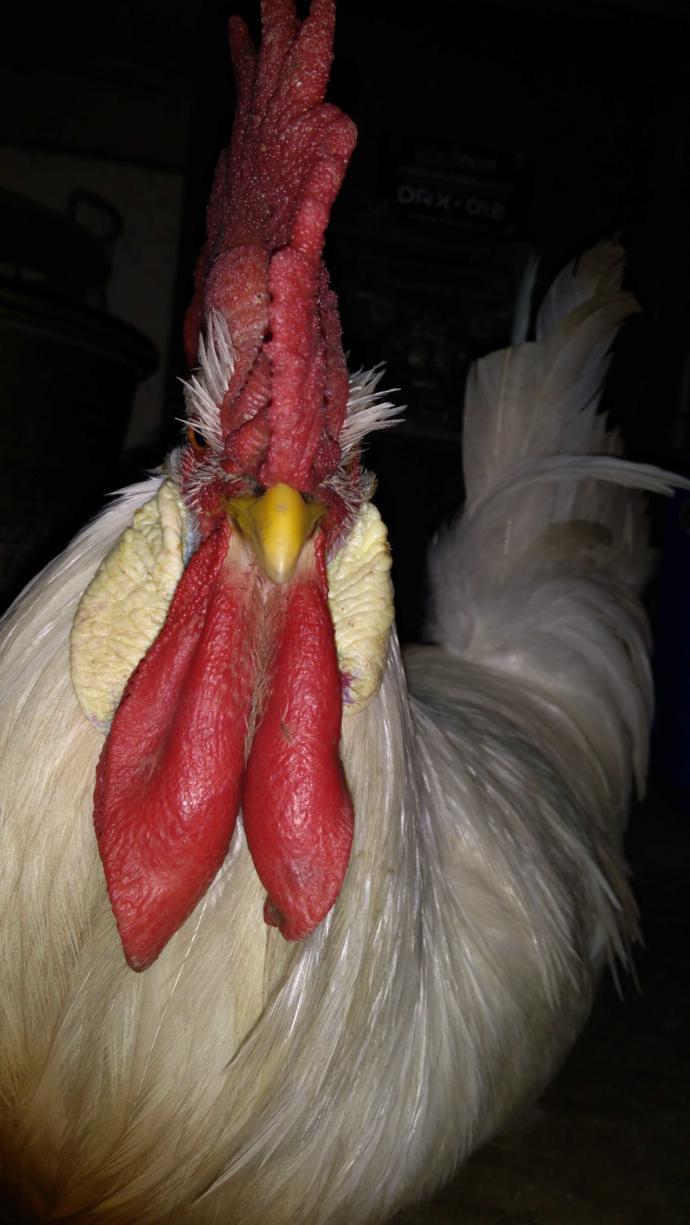 How to cook this white cock?😋 Should I cook it and eat it (or) should I feed it to the stray dogs outside my house?