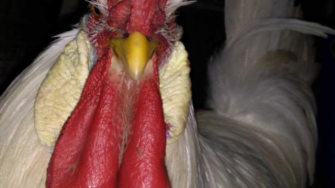 How to cook this white cock?😋 Should I cook it and eat it (or) should I feed it to the stray dogs outside my house?