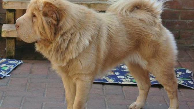 Thoughts on bear coated Shar Pei?