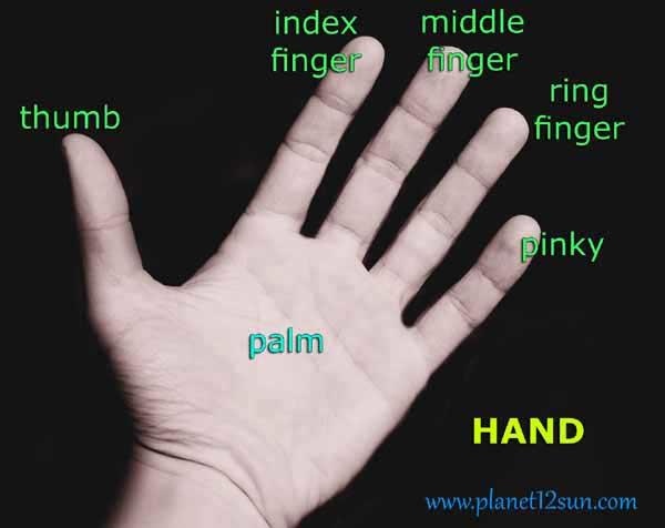 Guys, do you have a longer ring finger or a loner index finger?