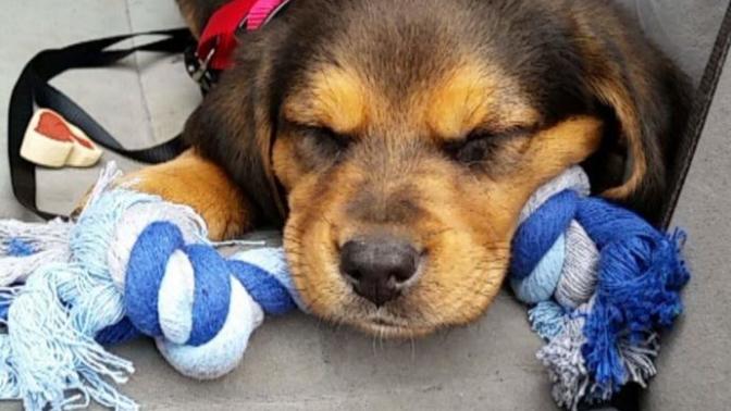 Could he be a black and tan coonhound beagle mix?