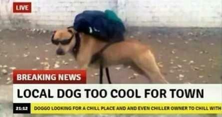 Is this dog too cool for you??