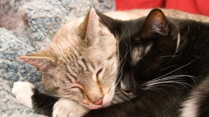 Is it weird to ask a female friend if she wants to cuddle?