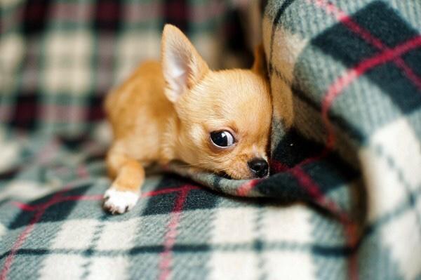 Do you let your fur babies sleep in with you? Why or why not?
