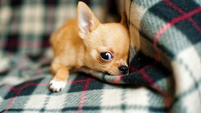 Do you let your fur babies sleep in with you? Why or why not?
