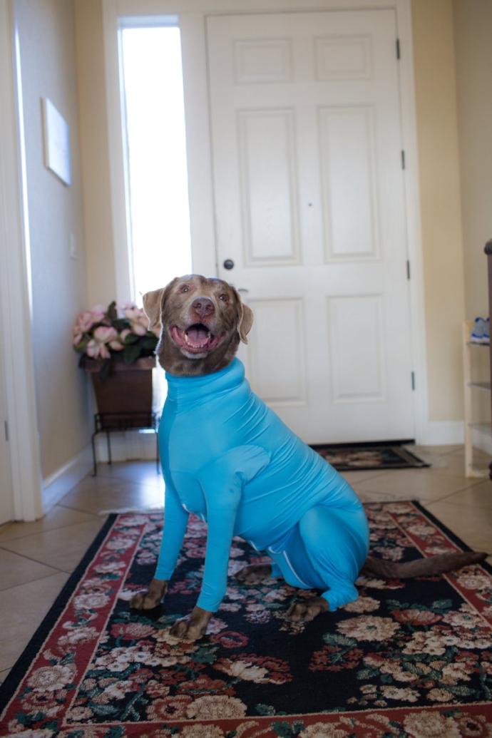 Would you do this to your dog?