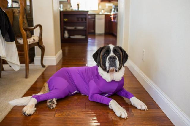 Would you do this to your dog?