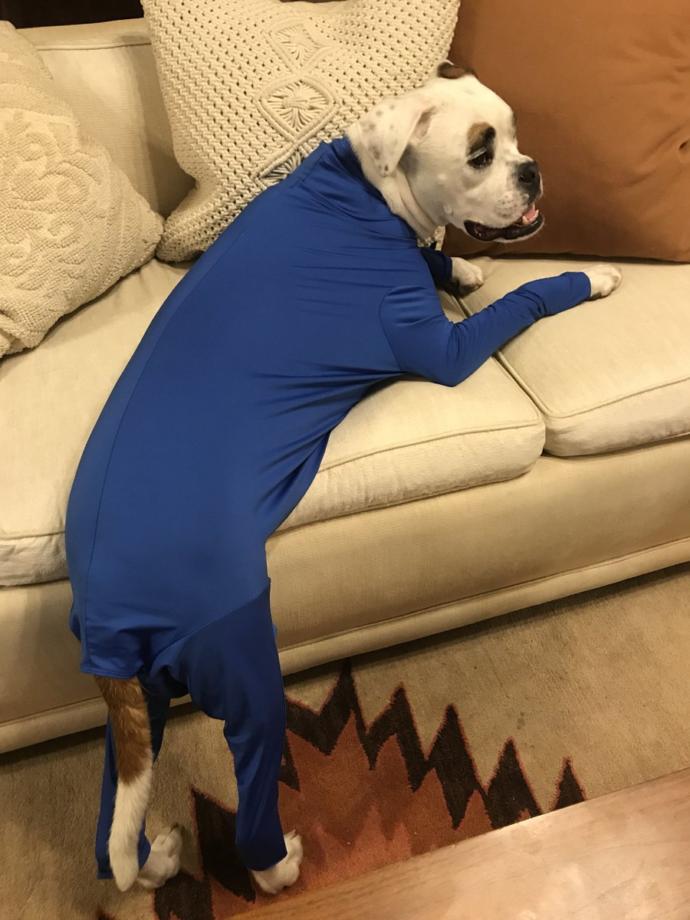 Would you do this to your dog?