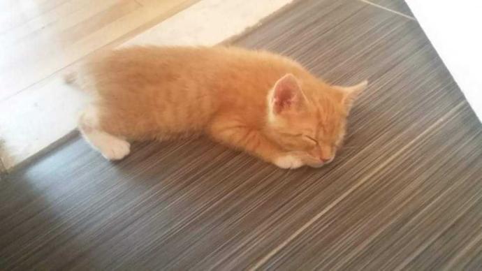 Here's a picture of my cat?