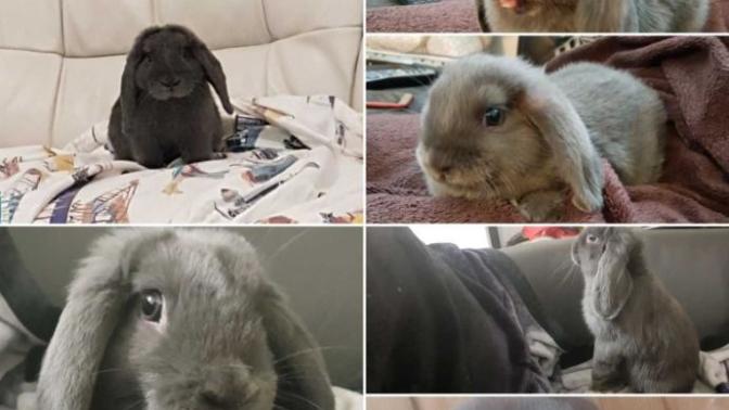 Bunny appreciation. Is he cute or is he cute?