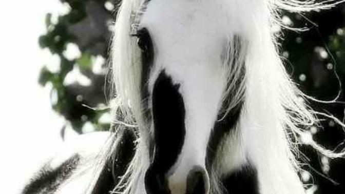 Are there any guys who have a passion for the farm and horses like I do?