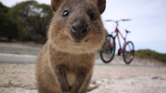 What is something you find really cute?