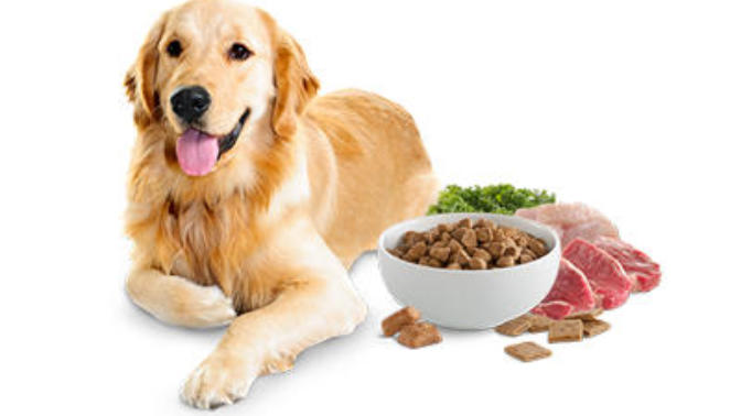 Are you feeding your pet right?