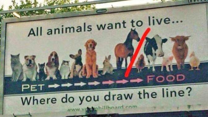 Is it moral to eat animals?