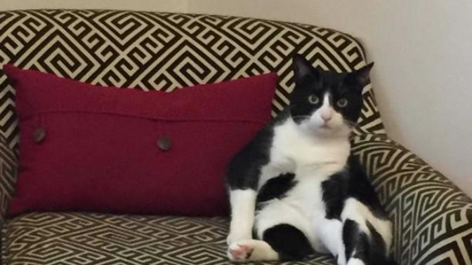 How do you cut nails off a cat?