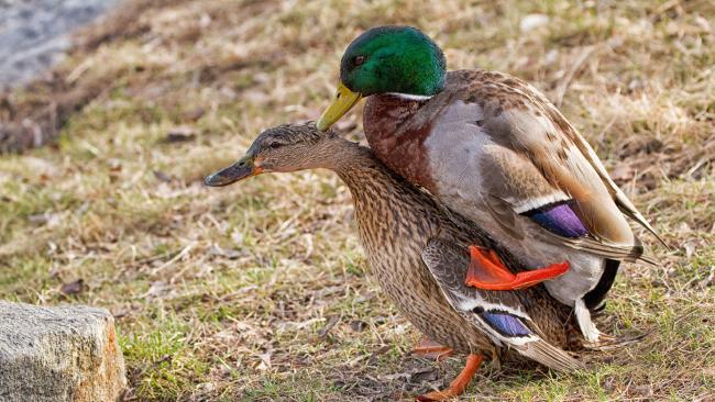 do females prefer guys who kept chicken or duckS???