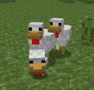 do females prefer guys who kept chicken or duckS???