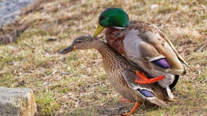 Do females prefer guys who kept chicken or duckS?